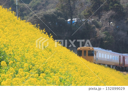 愛媛県伊予市 閏住の菜の花畑と観光列車「伊予灘ものがたり」 愛媛県伊予市 閏住の菜の花畑と観光列車「伊予灘ものがたり」 132899029
