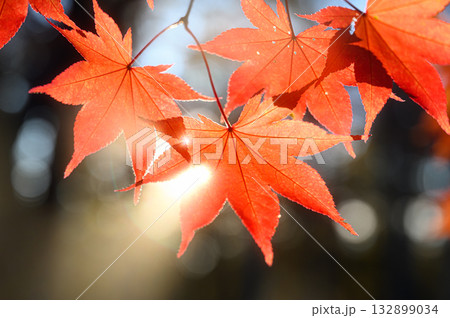 紅葉したモミジと木漏れ日 秋の風景 紅葉したモミジと木漏れ日 秋の風景 132899034