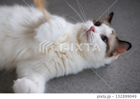 Cute Ragdoll cat lying on the floor, playing with cat teaser 132899049