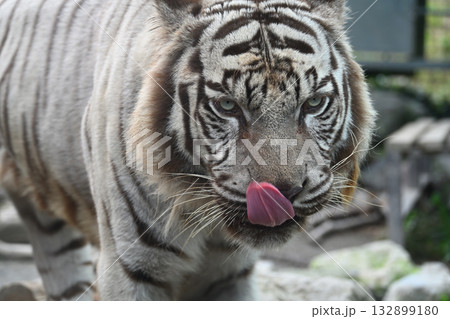 ホワイトタイガー ホワイトタイガー 132899180