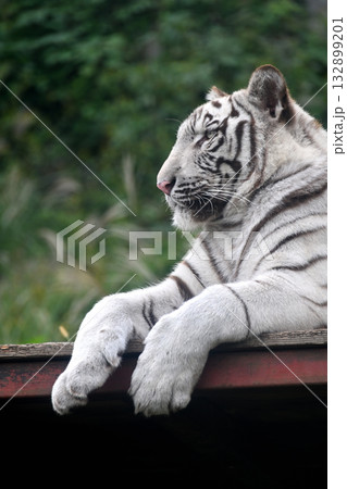 ホワイトタイガー 132899201