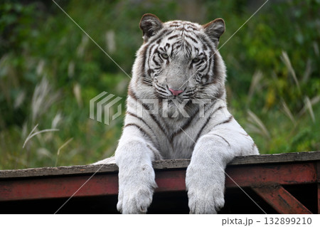 ホワイトタイガー 132899210