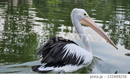 This is pelican animal on the water This is pelican animal on the water 132899256