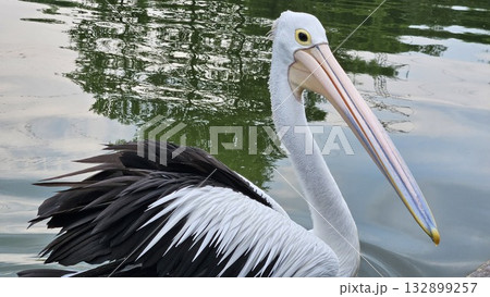 This is pelican animal on the water 132899257