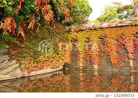 茅ヶ崎中央公園の池に絡まる蔦の紅葉 茅ヶ崎中央公園の池に絡まる蔦の紅葉 132899333