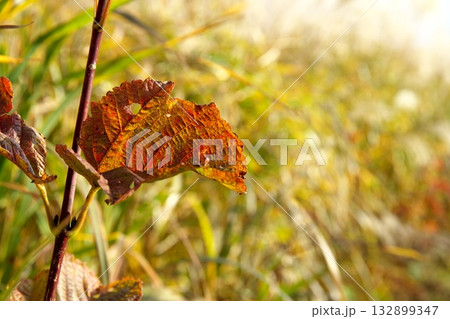 岡山県真庭市鬼女台展望所からの蒜山高原のススキ群生地 岡山県真庭市鬼女台展望所からの蒜山高原のススキ群生地 132899347