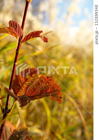 岡山県真庭市鬼女台展望所からの蒜山高原のススキ群生地 岡山県真庭市鬼女台展望所からの蒜山高原のススキ群生地 132899348