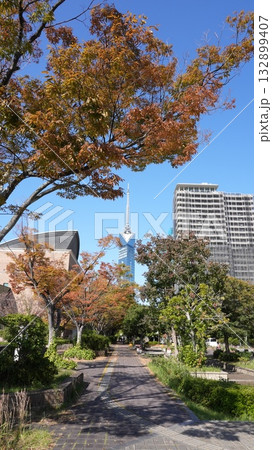 街に訪れた秋 ― 福岡タワーと色づく銀杏2 街に訪れた秋 ― 福岡タワーと色づく銀杏2 132899407