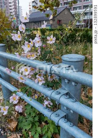 道端に咲く秋のシュウメイギク 132899591