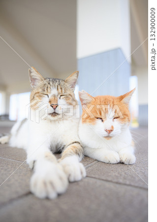 寄り添い合う猫 寄り添い合う猫 132900009