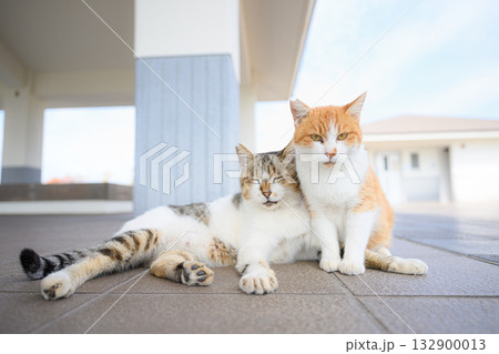 寄り添い合う猫 寄り添い合う猫 132900013