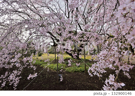 六義園の桜 六義園の桜 132900146