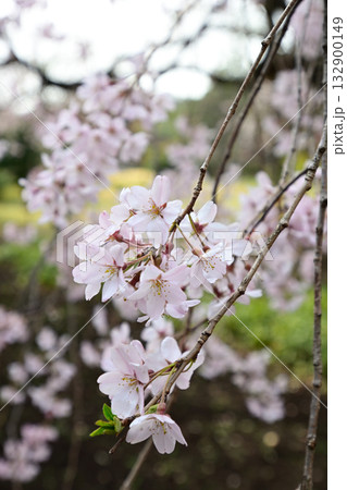 六義園の桜 132900149