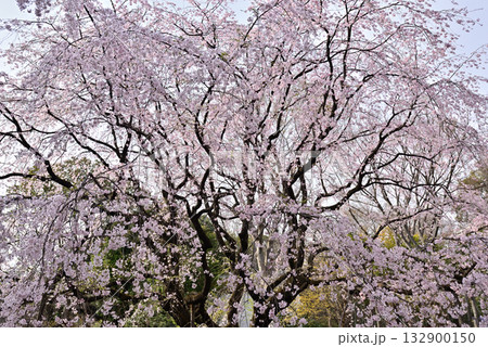 六義園の桜 六義園の桜 132900150