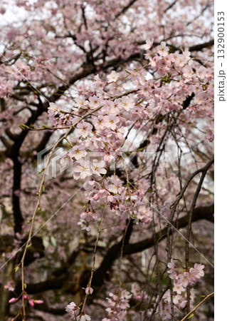 六義園の桜 六義園の桜 132900153
