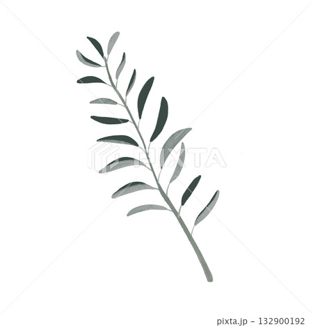オリーブのイラスト　手描き水彩風 132900192