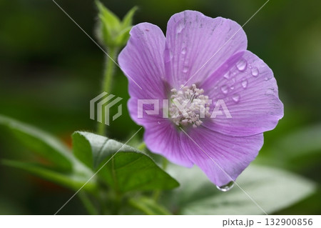 アノダの花と雨雫 アノダの花と雨雫 132900856