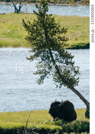 バッファロー41 132900869