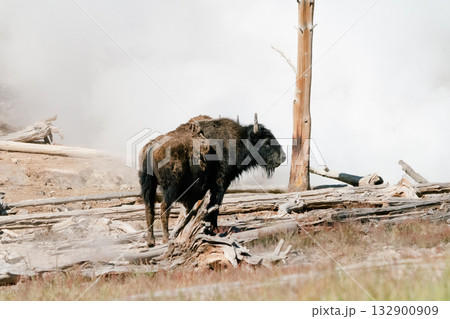 バッファロー45 132900909