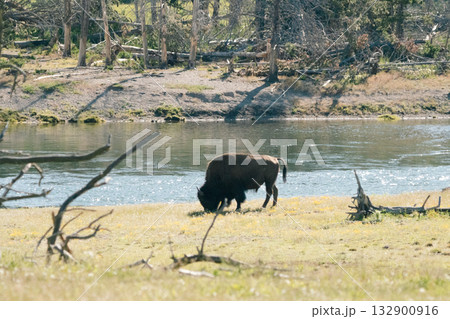 バッファロー52 バッファロー52 132900916