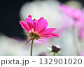 満開のコスモスの花 132901020