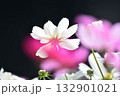 満開のコスモスの花 132901021