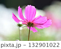 満開のコスモスの花 132901022