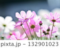 満開のコスモスの花 132901023