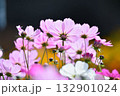 満開のコスモスの花 132901024