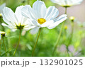 満開のコスモスの花 132901025