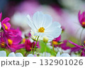 満開のコスモスの花 132901026