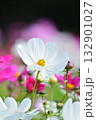 満開のコスモスの花 132901027