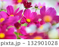 満開のコスモスの花 132901028