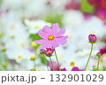 満開のコスモスの花 132901029