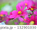 満開のコスモスの花 132901030