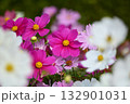 満開のコスモスの花 132901031