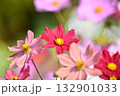 満開のコスモスの花 132901033