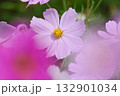 満開のコスモスの花 132901034