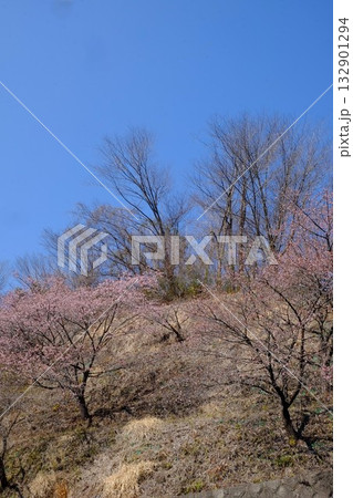 山斜面の河津桜咲く　【相模原市津久井　3月】 132901294
