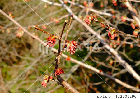 フサザクラ咲く　【相模原市津久井　3月】 132901296