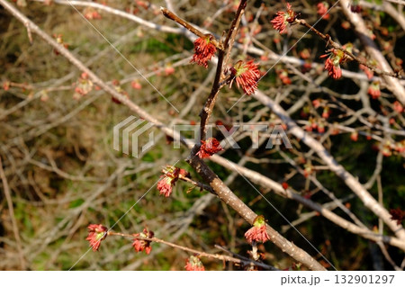 春の訪れを知らせるフサザクラ　【相模原市津久井　3月】 132901297