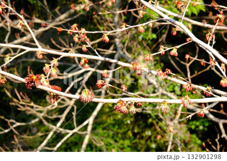 春の陽を浴びるフサザクラ 【相模原市津久井 3月】 春の陽を浴びるフサザクラ 【相模原市津久井 3月】 132901298