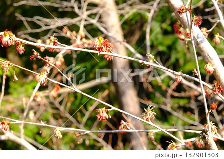 フサザクラ春の陽を浴びる　【相模原市津久井　3月】 132901303