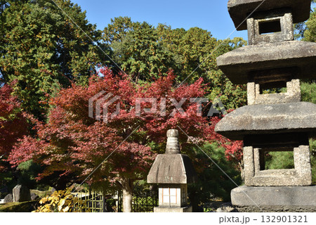 秋の金戒光明寺 紫雲の庭(京都市左京区) 秋の金戒光明寺 紫雲の庭(京都市左京区) 132901321