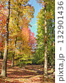 紅葉した木々 132901436