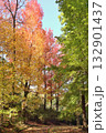 紅葉した木々 132901437