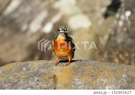 カワセミ 132901627