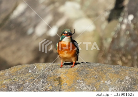 カワセミ 132901628