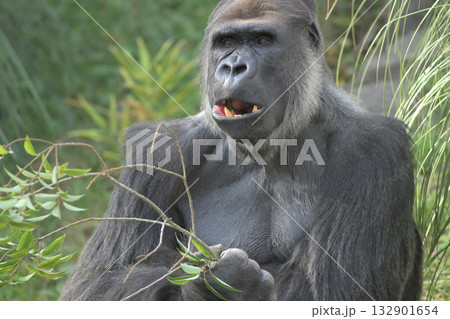 こんなにうまい葉があるなんて誰も教えてくれなかったんだよなーと叫ぶゴリラ 132901654