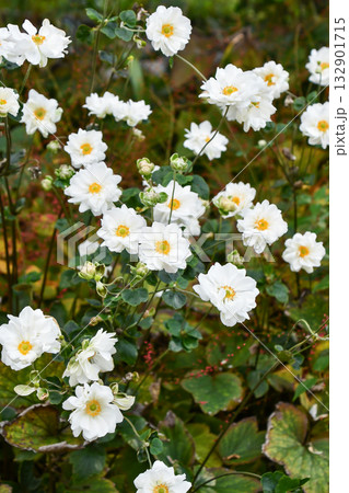 シュウメイギク　Japanese Anemone 132901715